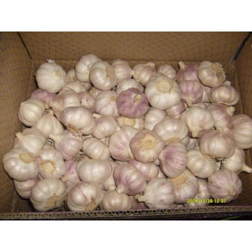 Carton Packing Normal White Garlic (5.0cm and up)